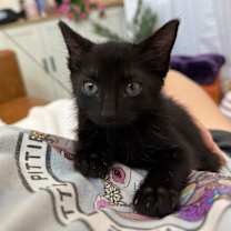 Thumbnail photo of Onyx Moon #3