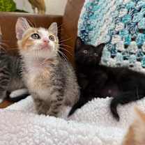 Thumbnail photo of Onyx Moon #4