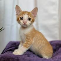 Thumbnail photo of Leo Moon #1