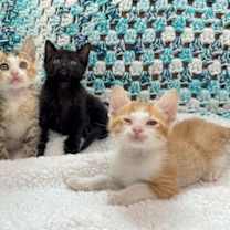 Thumbnail photo of Leo Moon #4