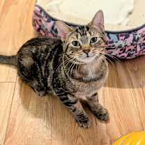 Thumbnail photo of Soos #2