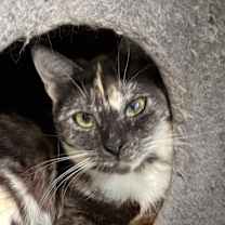 Thumbnail photo of EDEN #2