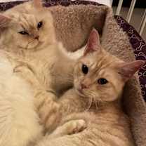 Thumbnail photo of Moses #3