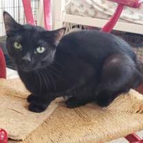 Thumbnail photo of Raven #3