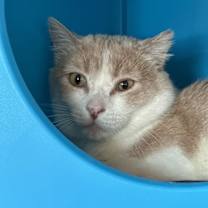 Thumbnail photo of Chonka Truck #1