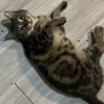 Thumbnail photo of Paisley #1