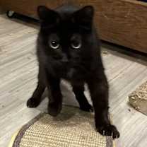 Thumbnail photo of Houdini #1