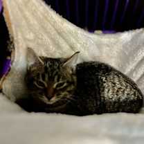 Thumbnail photo of Aleister #3