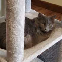 Thumbnail photo of Lavender #1