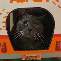 Thumbnail photo of Gizmo #2