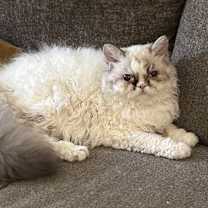 Thumbnail photo of Maye #3