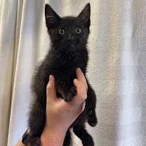 Thumbnail photo of Trax #1