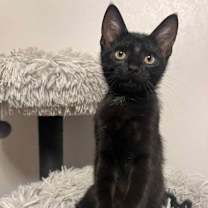 Thumbnail photo of Blackberry #1