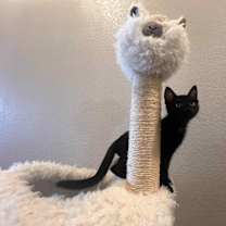 Thumbnail photo of Blackberry #2