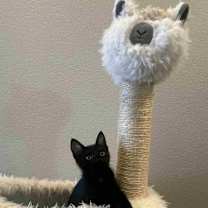 Thumbnail photo of Blackberry #3