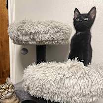 Thumbnail photo of Blackberry #4