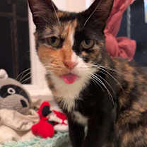 Thumbnail photo of Alice #2