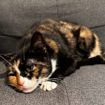 Thumbnail photo of Alice #4