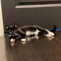 Thumbnail photo of Munchkin and Rose #4