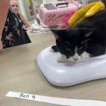 Thumbnail photo of Bell 9- Camilo #2