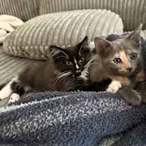 Thumbnail photo of Elouise #3