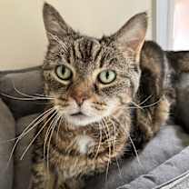 Thumbnail photo of Willow #2