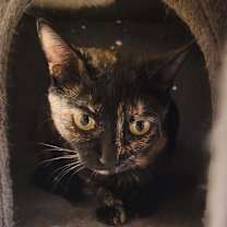 Thumbnail photo of Calypso #1