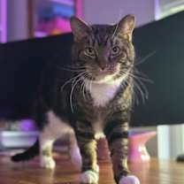 Thumbnail photo of Mr. Beau #1