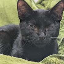 Thumbnail photo of Ozzy #1