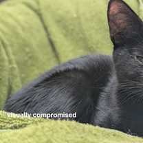 Thumbnail photo of Ozzy #3