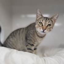 Thumbnail photo of Pretzel #2