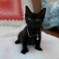 Thumbnail photo of Sarah Alexsia #1