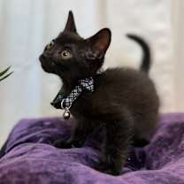 Thumbnail photo of Sarah Alexsia #2