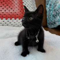 Thumbnail photo of Sarah Alexsia #4