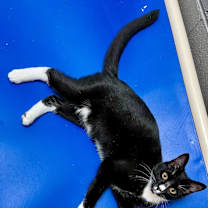 Thumbnail photo of French Vanilla #1