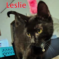 Thumbnail photo of Leslie #2