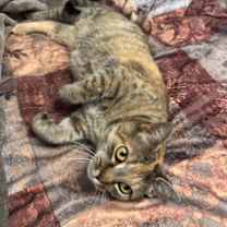 Thumbnail photo of Cleo #1