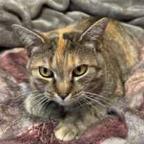 Thumbnail photo of Cleo #3