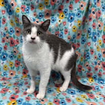 Thumbnail photo of Blair #1