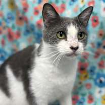 Thumbnail photo of Blair #2