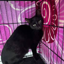 Thumbnail photo of Voodoo #2