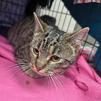 Thumbnail photo of Vera #3