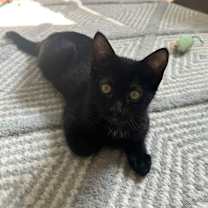 Thumbnail photo of Frankie #3