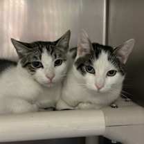 Thumbnail photo of Dipper #2