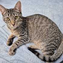 Thumbnail photo of Daisy #3