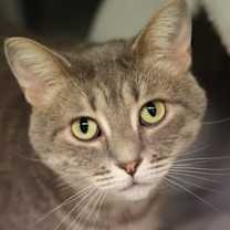 Thumbnail photo of Sucdi #1