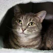 Thumbnail photo of Sucdi #2