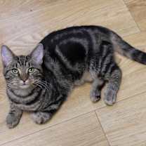 Thumbnail photo of Boone #1