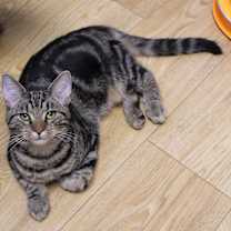 Thumbnail photo of Boone #2