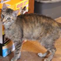 Thumbnail photo of Willow #3